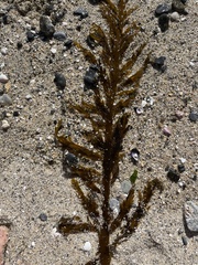 Desmarestia ligulata