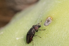 Notogramma