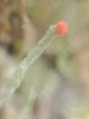Cladonia macilenta
