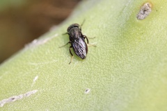Notogramma