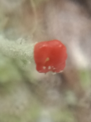 Cladonia macilenta