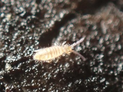Entomobryidae