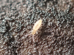 Entomobryidae