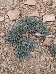 Parthenium ligulatum
