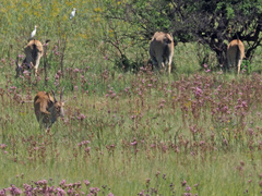 Campuloclinium macrocephalum