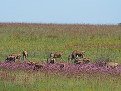 Campuloclinium macrocephalum