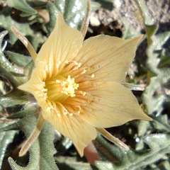 Mentzelia hirsutissima