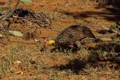 Pternistis leucoscepus