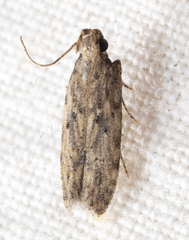 Hypatima