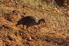 Pternistis leucoscepus