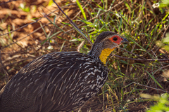 Pternistis leucoscepus