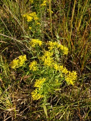 Euthamia leptocephala