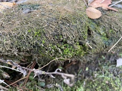 Hyophila involuta