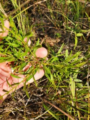 Euthamia leptocephala