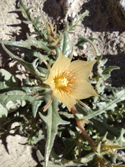 Mentzelia hirsutissima