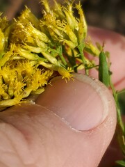 Euthamia leptocephala