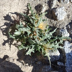 Mentzelia hirsutissima