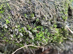 Hyophila involuta