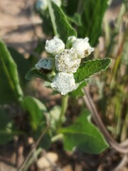 Parthenium hispidum