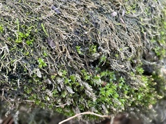 Hyophila involuta