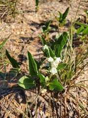 Parthenium hispidum