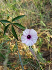 Ipomoea heptaphylla