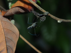 Armigeres subalbatus