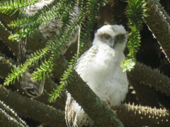 Ninox strenua