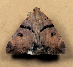 Achaea lienardi