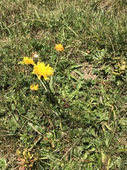 Crepis conyzifolia