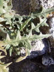Mentzelia hirsutissima