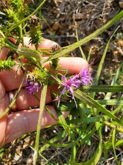 Liatris hirsuta