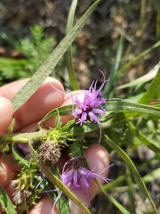 Liatris hirsuta