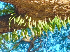 Pyrrosia adnascens