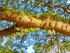 Pyrrosia adnascens