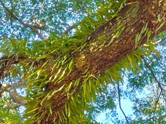 Pyrrosia adnascens