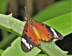 Acraea encedon encedon