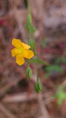 Hypericum gramineum