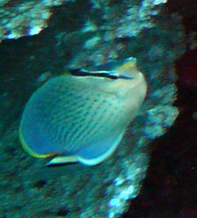 Chaetodon guttatissimus