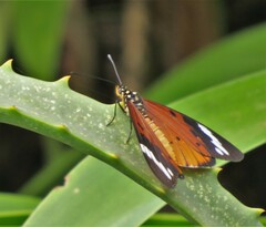 Acraea encedon encedon