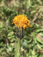 Crepis conyzifolia