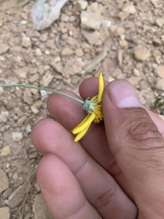 Thelesperma subnudum