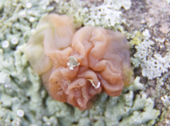 Phaeotremella frondosa