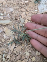 Thelesperma subnudum