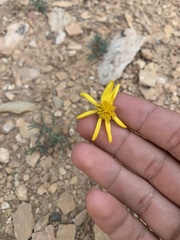 Thelesperma subnudum