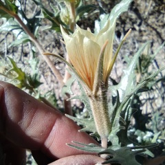 Mentzelia hirsutissima