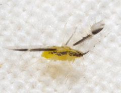 Monellia caryella