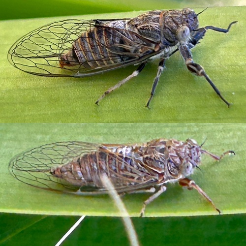 Haemopsalta aktites (Ewart, 1989)