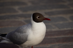 Chroicocephalus ridibundus