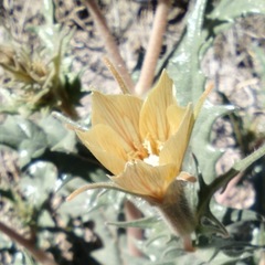 Mentzelia hirsutissima